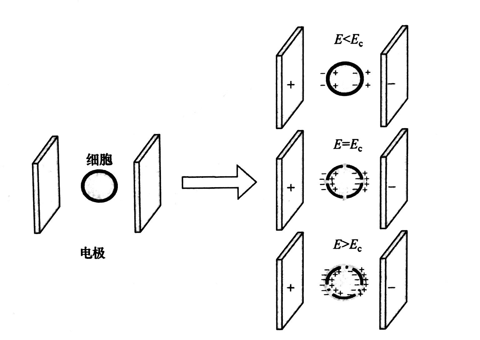 PEF等离子处理的基本原理和典型模型，球速等离子体清洗机介绍